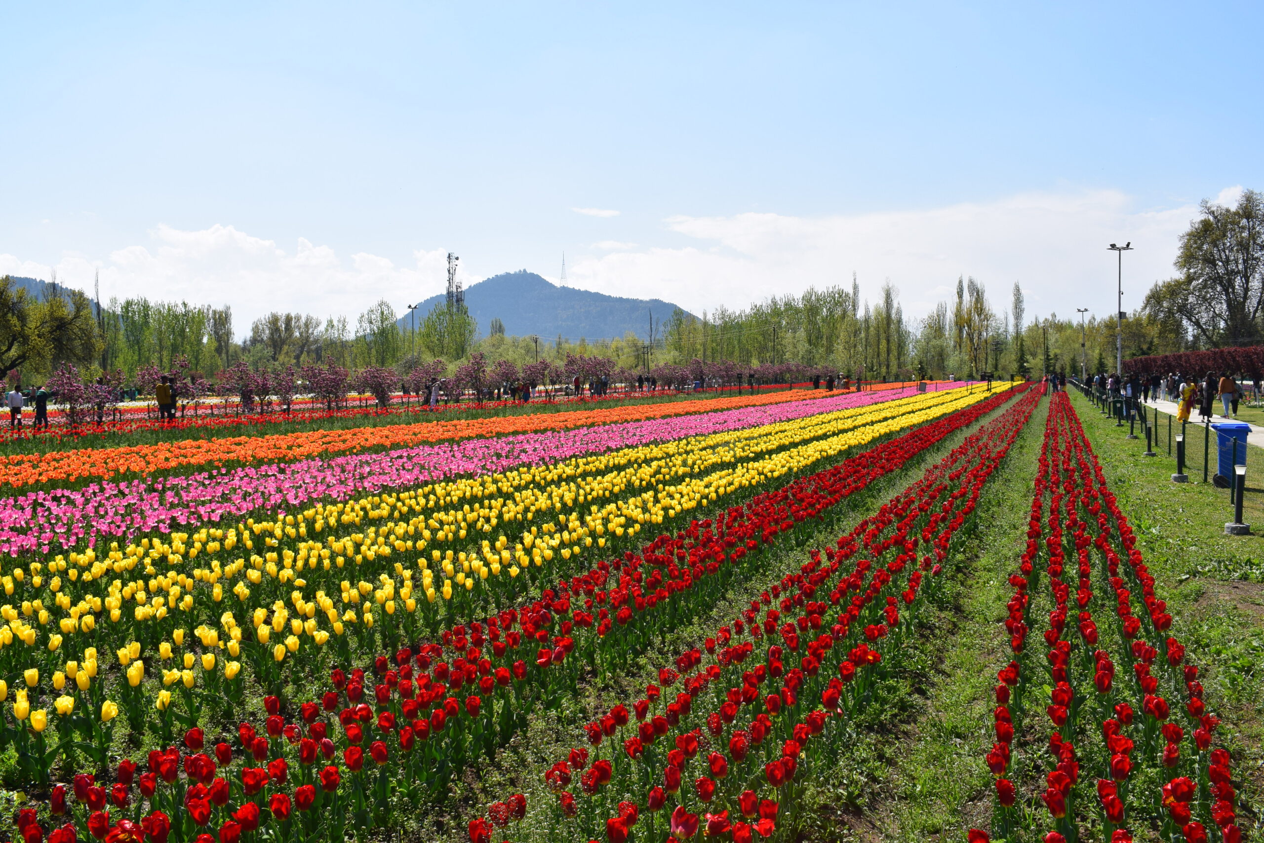 Tulip Festival Tour with pack to kashmir